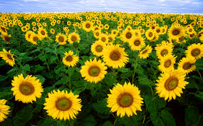 French Sunflowers (Image: Wikimedia CC)
