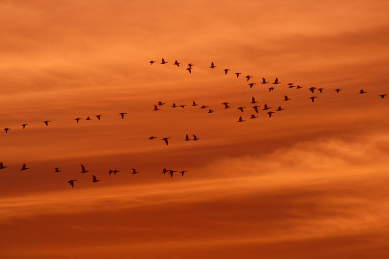 800px-Snow_geese_and_ducks_at_sunset