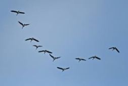 Geese in V Formation (Image: Wikimedia commons)